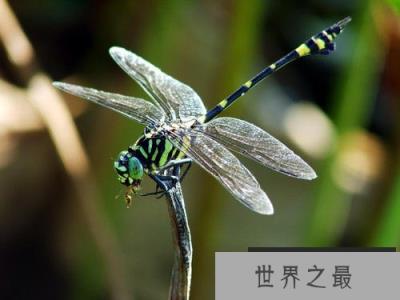 世界上最厉害的捕猎手，蜻蜓成功率高达95%