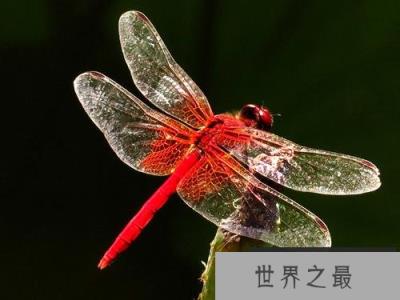 世界上最厉害的捕猎手，蜻蜓成功率高达95%