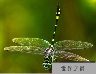 世界上最厉害的捕猎手，蜻蜓成功率高达95%