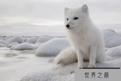 世界上最漂亮的狐狸，北极狐毛色随季节而变