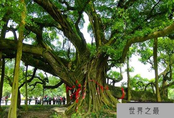 世界上最大的树冠 孟加拉榕树(半个足球场大)