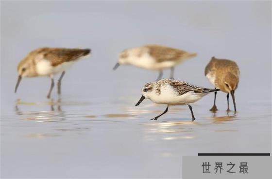 世界上最稀有的鸟——勺嘴鹬 比大熊猫还要珍贵