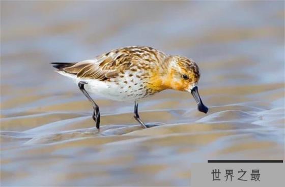 世界上最稀有的鸟——勺嘴鹬 比大熊猫还要珍贵