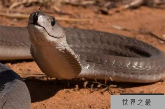 世界上爬行速度最快的蛇——非洲黑曼巴 时速高达23公里