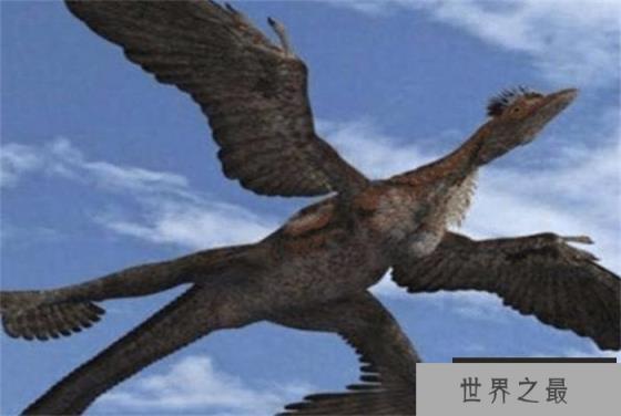 世界上翅膀最多的鸟 长了4只翅膀(四翼鸟)