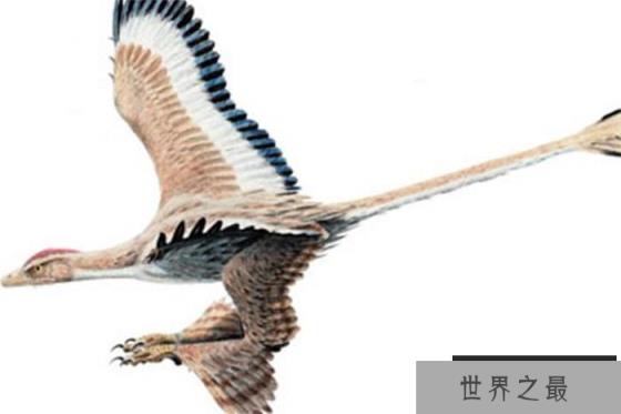 世界上翅膀最多的鸟 长了4只翅膀(四翼鸟)