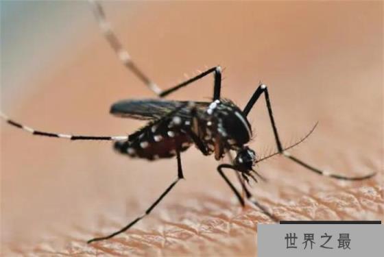 世界上最具有威胁力的昆虫——蚊子 传染疾病