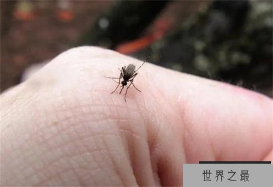 世界上最具有威胁力的昆虫——蚊子 传染疾病