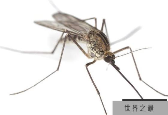 世界上最具有威胁力的昆虫——蚊子 传染疾病
