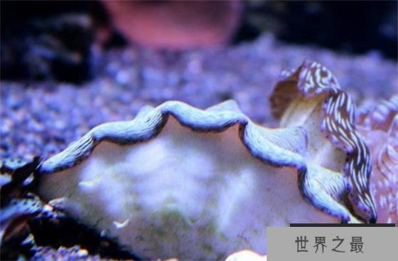 世界上最大的双壳贝 重量达到200公斤(砗磲)