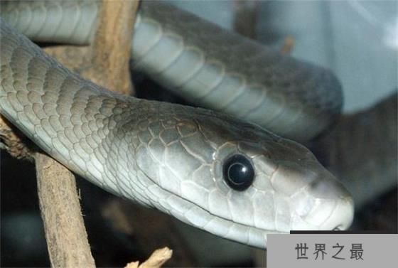 世界上爬行速度最快的蛇——非洲黑曼巴 时速高达23公里