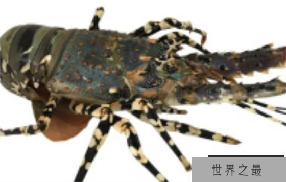世界上最大的龙虾 身体长度达到55厘米(锦绣龙虾)