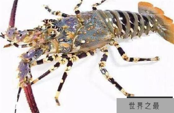 世界上最大的龙虾 身体长度达到55厘米(锦绣龙虾)