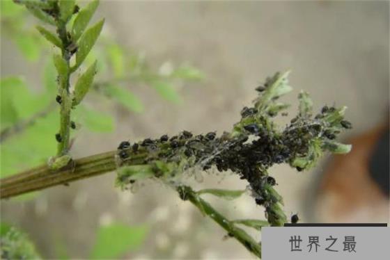 世界上繁殖最快的昆虫 一年可以繁殖20~30代后代(蚜虫)