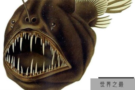 世界上雌雄体型差别最大的鱼 黑角鮟鱇鱼(雌性体型大)