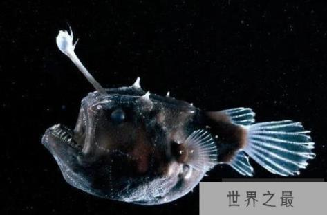 世界上雌雄体型差别最大的鱼 黑角鮟鱇鱼(雌性体型大)