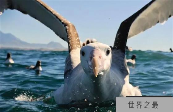世界上最大的飞鸟 翅膀展开达到3.7米(流浪信天翁)