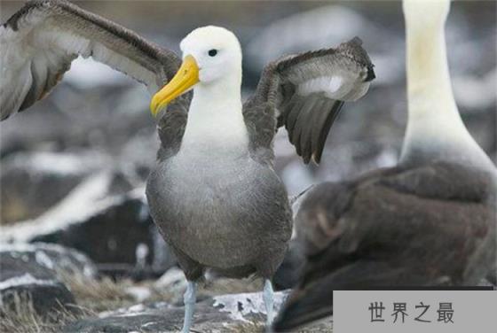 世界上最大的飞鸟 翅膀展开达到3.7米(流浪信天翁)
