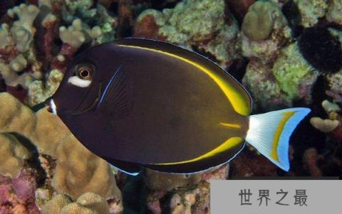 世界上色彩最艳丽的观赏鱼：白面刺尾鱼