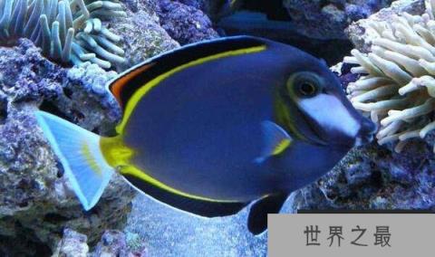 世界上色彩最艳丽的观赏鱼：白面刺尾鱼