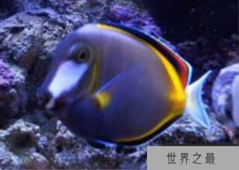 世界上色彩最艳丽的观赏鱼：白面刺尾鱼