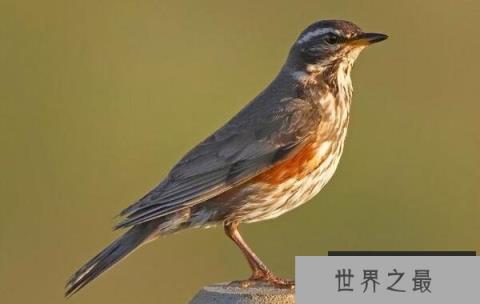 世界上最值得养的鸟，白眉歌鸫你养过吗？