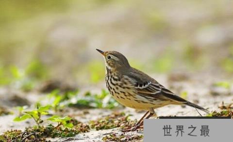 世界上最值得养的鸟，白眉歌鸫你养过吗？