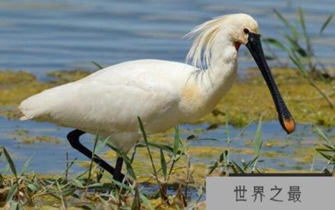 世界上嘴巴最长的鹭，白琵鹭嘴巴长22厘米