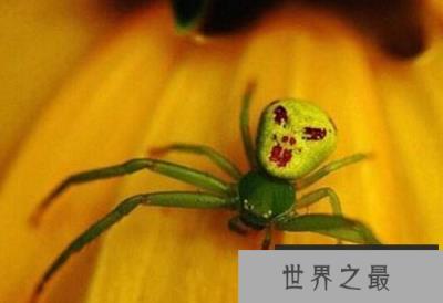 世界上长相最诡异的蜘蛛，人面蜘蛛如外星人脸