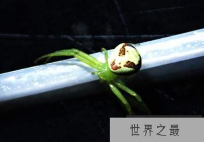世界上长相最诡异的蜘蛛，人面蜘蛛如外星人脸