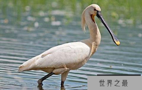 世界上嘴巴最长的鹭，白琵鹭嘴巴长22厘米