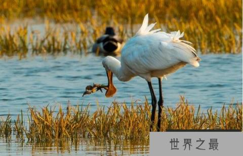 世界上嘴巴最长的鹭，白琵鹭嘴巴长22厘米