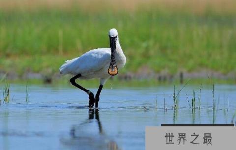 世界上嘴巴最长的鹭，白琵鹭嘴巴长22厘米