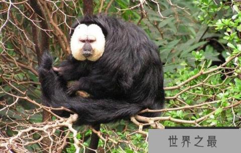 世界上最小的僧面猴，白脸僧面猴体长约35厘米