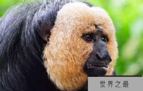 世界上最小的僧面猴，白脸僧面猴体长约35厘米