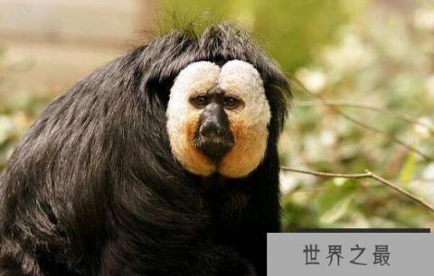 世界上最小的僧面猴，白脸僧面猴体长约35厘米