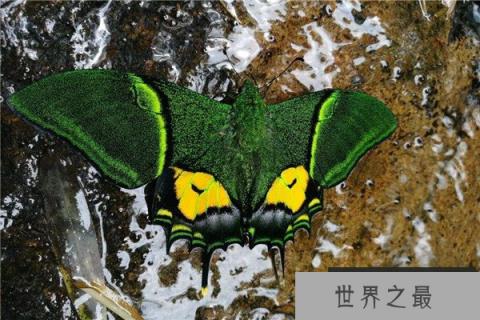 世界上最值钱蝴蝶，金斑喙凤蝶极其稀有