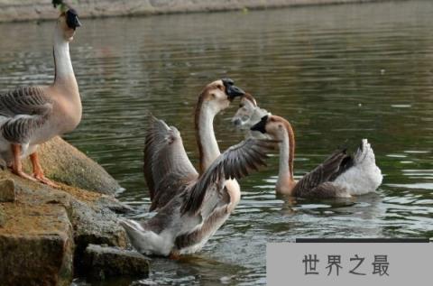 世界上最大的鹅，狮头鹅体重超30斤