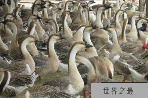 世界上最大的鹅，狮头鹅体重超30斤