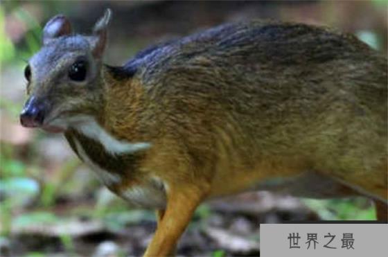 世界上最小的鹿 身体长度40~48厘米(鼷鹿)