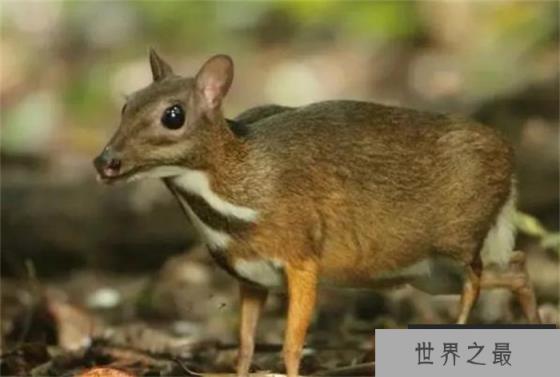世界上最小的鹿 身体长度40~48厘米(鼷鹿)