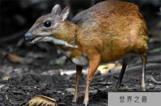 世界上最小的鹿 身体长度40~48厘米(鼷鹿)