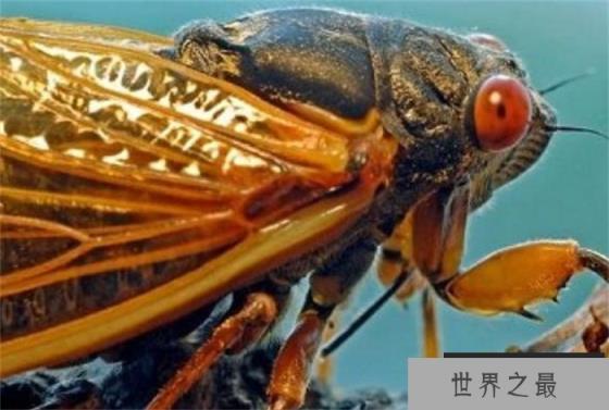 世界上最长寿的昆虫 寿命长达17年(蝉)