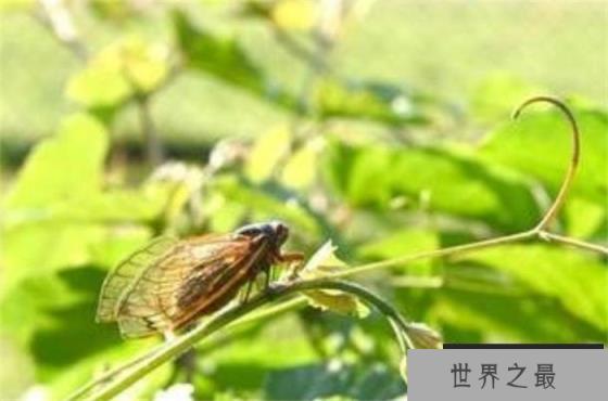 世界上最长寿的昆虫 寿命长达17年(蝉)