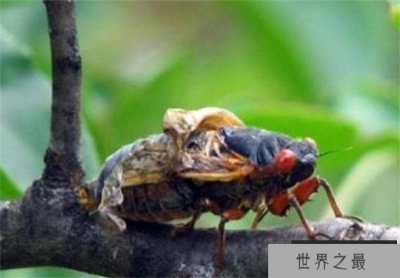 世界上最长寿的昆虫 寿命长达17年(蝉)