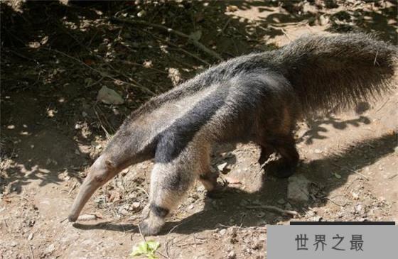 世界上最长的舌头的动物 可以伸出60厘米长(食蚁兽)