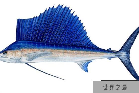 世界上游得最快的鱼 游泳速度每小时达到120千米 (旗鱼)