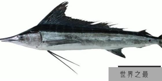 世界上游得最快的鱼 游泳速度每小时达到120千米 (旗鱼)