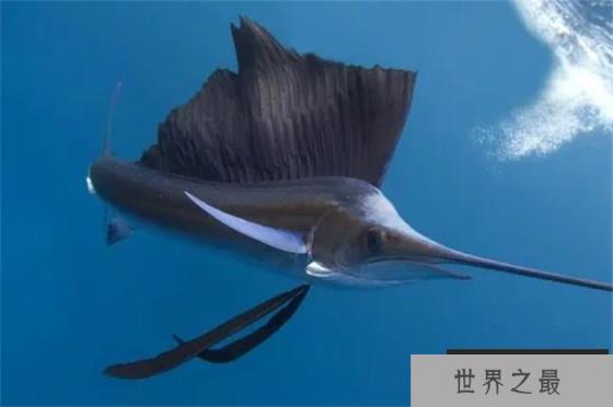 世界上游得最快的鱼 游泳速度每小时达到120千米 (旗鱼)