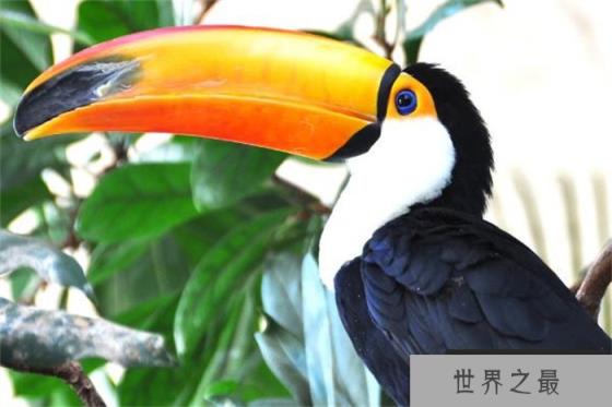 世界上嘴长得最大的鸟 嘴巴长度17~24厘米(巨嘴鸟)